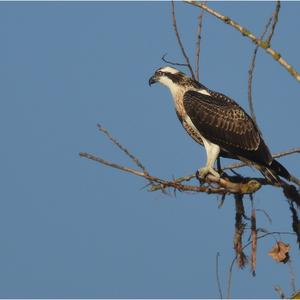 Osprey