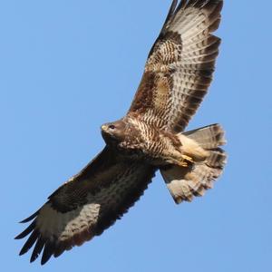 Common Buzzard