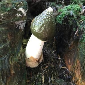 Stinkhorn, Common