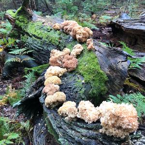 Eastern Cauliflower Mushroom