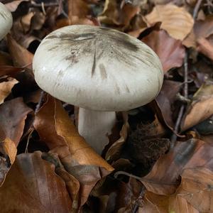 Cloudy Clitocybe