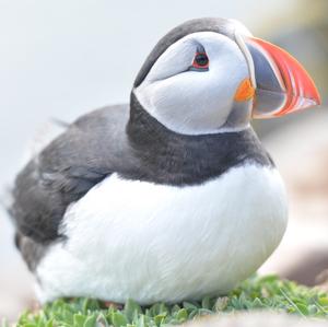 Atlantic Puffin