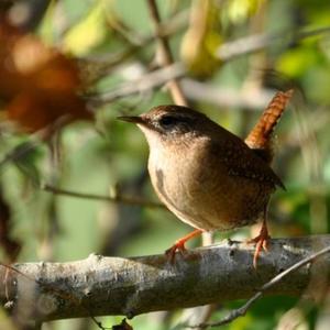 Winter Wren