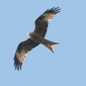 Red Kite