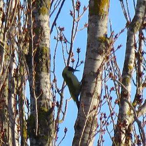 Eurasian Green Woodpecker