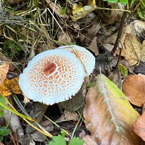 Lepiota magnispora