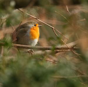 European Robin