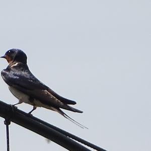 Barn Swallow