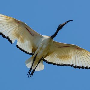 African Sacred Ibis