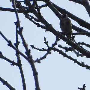 European Goldfinch