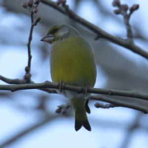 European Greenfinch