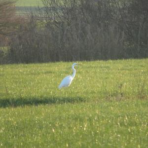 Great Egret