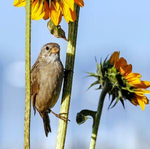 House Sparrow