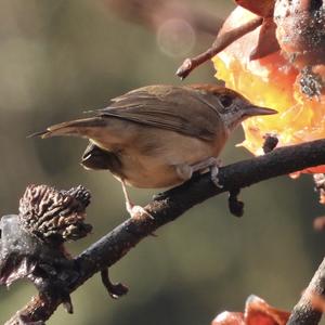 Blackcap