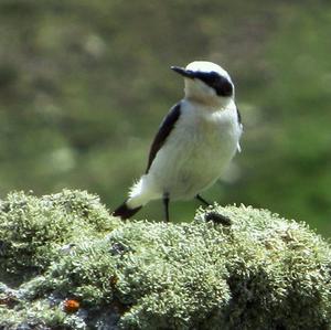 Northern Wheatear