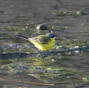 Yellow Wagtail