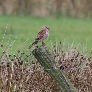 Common Kestrel