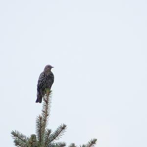 Common Starling