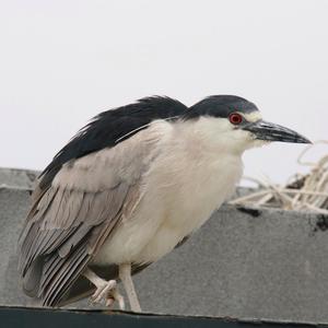 Black-crowned Night-heron