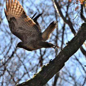 Common Buzzard