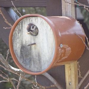 Eurasian Tree Sparrow