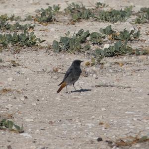 Black Redstart