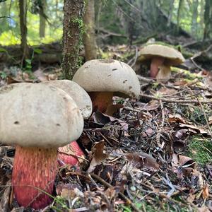 Scarlet-stemmed Bolete