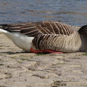 Greylag Goose