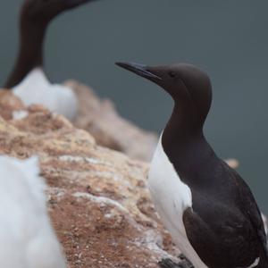 Common Guillemot