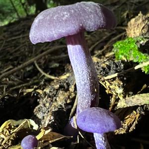 Amethyst Deceiver