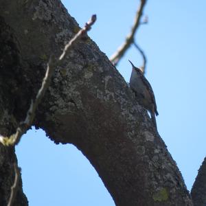 Short-toed Treecreeper