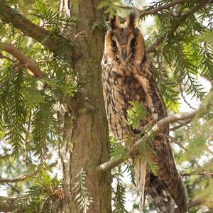 Long-eared Owl