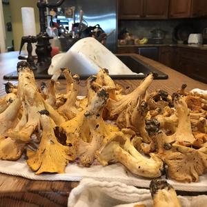 Chanterelle, Common