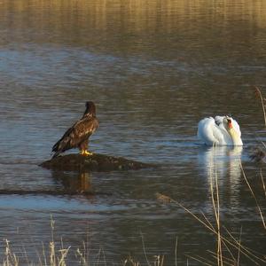 White-tailed Eagle