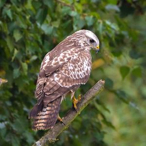 Common Buzzard