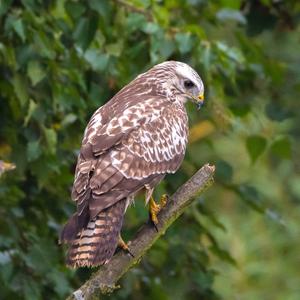 Common Buzzard