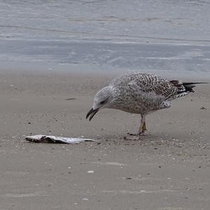 Herring Gull