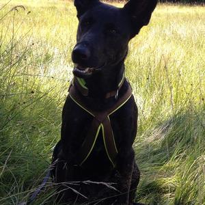 Unknown Breed