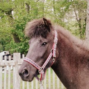 Icelandic Horse