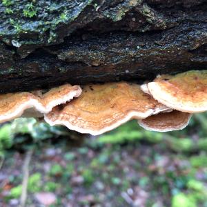 Gill Polypore