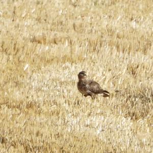 Common Buzzard