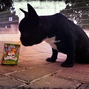 French Bulldog