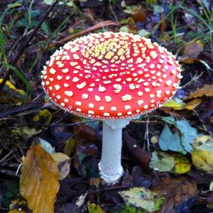 Fly Agaric