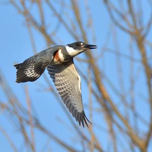 Belted Kingfisher