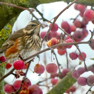 Redwing