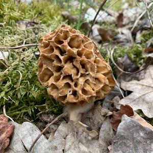 Yellow Morel