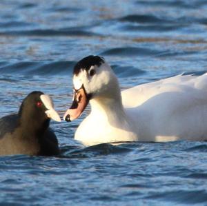 Common Coot