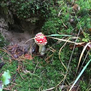 Fly Agaric