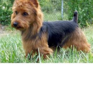 Australian Terrier