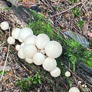 Pestle-shaped Puffball